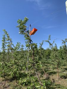 Standard delta trap used for monitoring codling moth